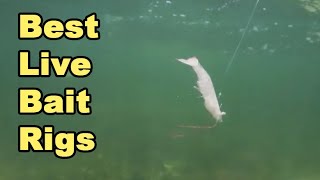 Salt Strong | – Top 3 LIVE BAIT RIGS For Inshore Fishing (To Rig Shrimp, Pinfish, Mullet, & More)
