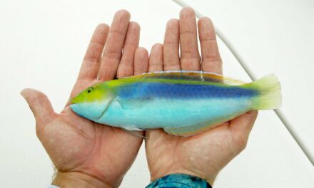 BlacktipH – Colorful Fish Fishing Challenge