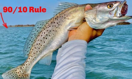 Salt Strong | – How To Find 90% Of The Feeding Fish In Your Area