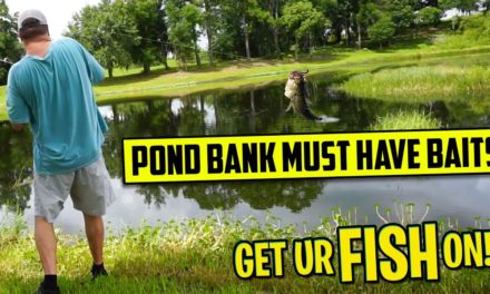 Pond Bank Bass Fishing MUST HAVE Baits Beginner Fishing Tips