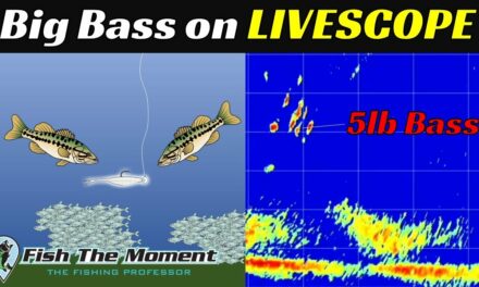 Full Process to Find and Catch Big Suspended Bass On Livescope