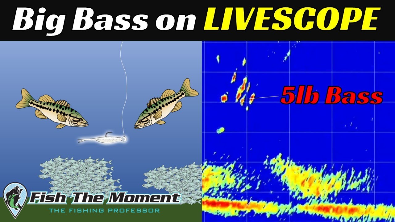 Full Process to Find and Catch Big Suspended Bass On Livescope Angler HQ