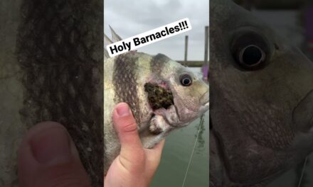 Salt Strong | – Holy Barnacles! This Sheepshead has barnacles growing on its face!!