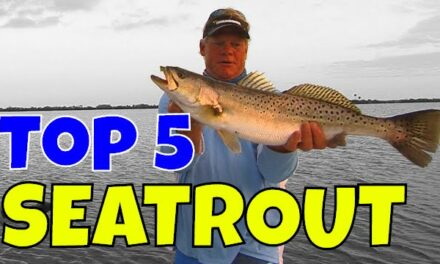 Top 5 Biggest Speckled Seatrout and Best Trout Fishing Lures