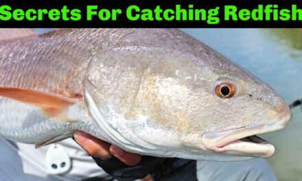 Salt Strong | – 3 Things You Need To Know To Catch Redfish On Cut Bait