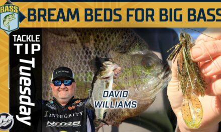Bassmaster – BREAM BEDS are hot spots after the spawn