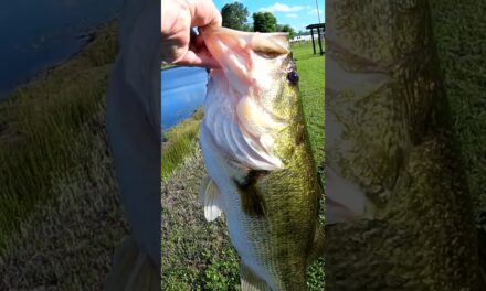 There's NOTHING IN THE POND, they said! Big Bass Pond Bank Fishing