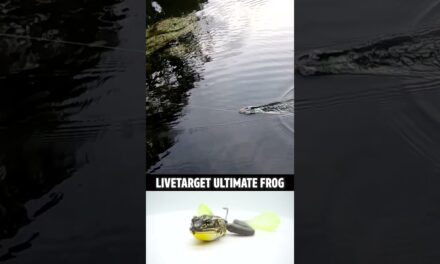 LiveTarget Ultimate Topwater Bass Fishing Frog ACTION & CATCHING