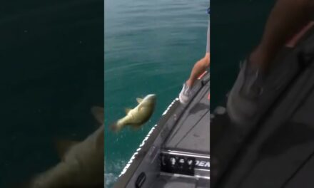 Bassmaster – Luke Palmer boats a beast on St. Clair with a Tube