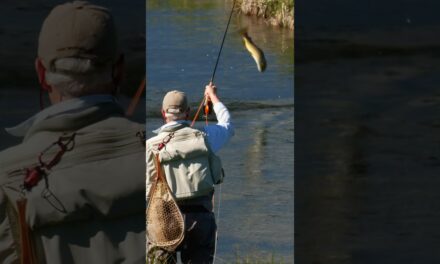 Fly Fishing MONTANA – BIG TROUT – Spring Fly Fishing hatches