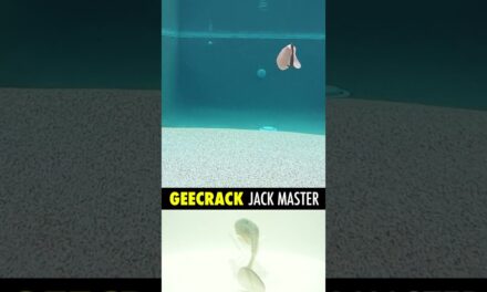 GeeCrack Jack Master Bass Fishing Soft Plastic Swimbait #shorts #fishing