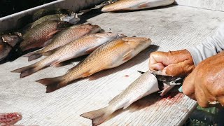 Salt Strong | – How To Fillet Mangrove Snapper Like A Pro