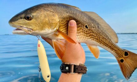 Salt Strong | – How To Consistently Catch Redfish In The Summer