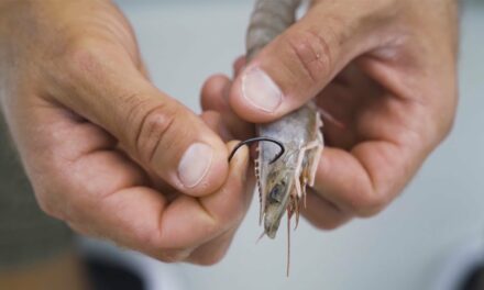 Salt Strong | – How To RIG LIVE SHRIMP Under A Popping Cork (For Redfish, Trout, & Snook)