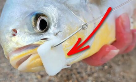 Salt Strong | – How To Use Fishbites For Surf Fishing (Tips, Pros, & Cons)