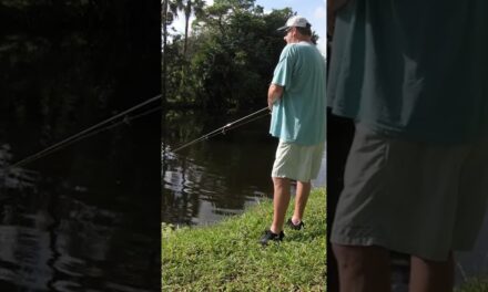 SURPRISE Catch While Pond Bank Fishing a Crankbait! #shorts