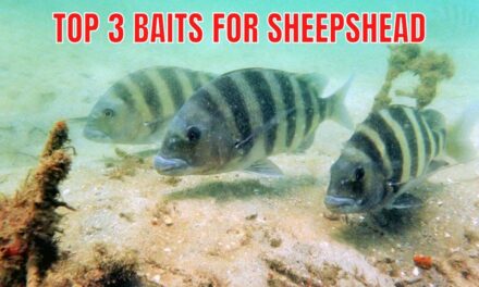 Salt Strong | – Top 3 Types Of Bait For Sheepshead Fishing