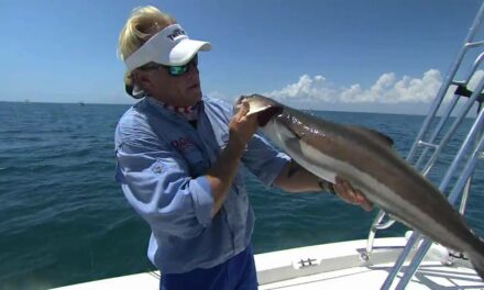 Crazy COBIA fishing action