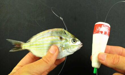 Salt Strong | – How To Use Live Pinfish On Grass Flats (And AVOID These Common Mistakes)