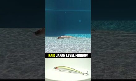 Legit or BEEP! Raid Japan Level Minnow Bass Fishing Jerkbait #shorts