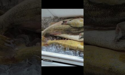 MORE WALLEYE TOURNAMENT FISHING CHEATERS CAUGHT! #shorts