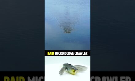Raid Japanese Micro Dodge BIG Topwater Crawler #shorts