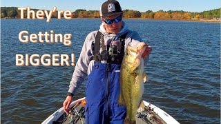 Cold Front Bass Fishing: Jigs in Offshore Brushpiles
