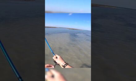 Salt Strong | – How Fast Can THIS Swimbait Lure Catch A Redfish???