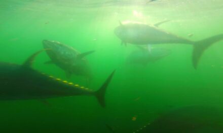 The Obsession of Carter Andrews – Nova Scotia Tuna, Part 1 – Episode 203