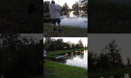 Pond Bank Bass Fishing with a Suspending Twitchbait #shorts