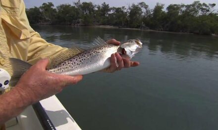 Wintertime Fishing for Speckled Trout and Redfish in Charlotte Harbor