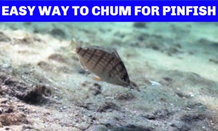 Salt Strong | – How To Chum For Pinfish (And Save Tons of Money)