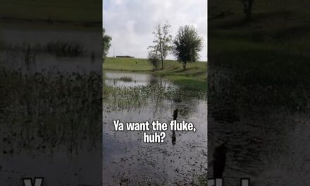 They WANT The Fluke – Pond Bank Bass Fishing #shorts