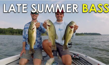 Where to Find Shallow Bass in the Late Summer