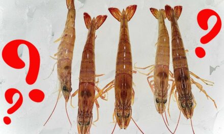 Salt Strong | – DO THIS To Keep Your Shrimp Alive Without A Livewell
