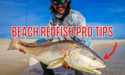 Salt Strong | – Pro Tips On How To Catch Beach Redfish with Bama Beach Bum