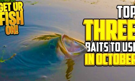 THREE Bass Fishing Baits to use in October – Beginner Fishing Tips