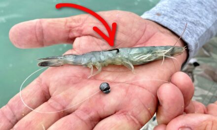 Salt Strong | – How To Rig Dead Shrimp For Picky Inshore Fish (Bonefish, Redfish, Snook, & More!)