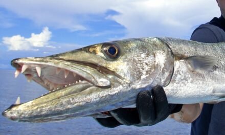 Salt Strong | – Best Barracuda Lures (For Trolling & Sight Fishing)